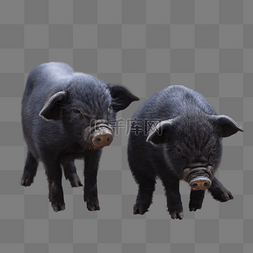 猪图片_黑猪猪仔动物家畜