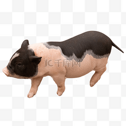 猪图片_营养宠物食物猪