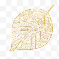 树叶叶脉底纹叶子半透明