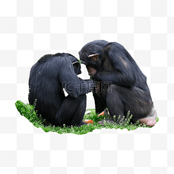 猿猴图片_进食非洲黑猩猩