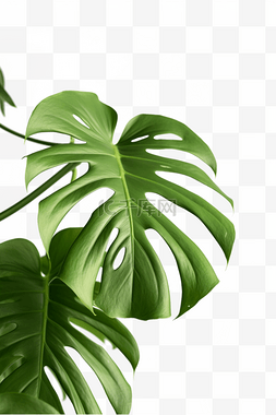 龟背竹元素图片_植物叶子装饰龟背竹免抠元素
