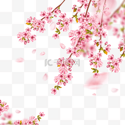绽放光图片_绽放的春天光效樱花枝条