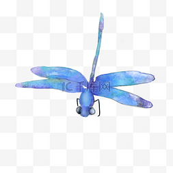 蓝色水彩风格蜻蜓