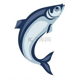 老虎机插图图片_鲱鱼的插图太平洋沙丁鱼海鲜图片