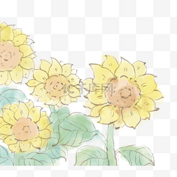 太阳花图片_向日葵太阳花花朵