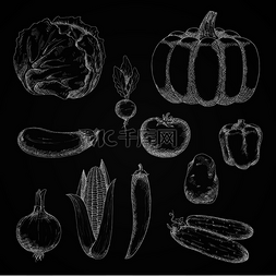 秋收蔬菜的复古素描，用粉笔画出