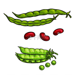 绿色豌豆和豆类蔬菜草图图标孤立