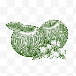 线描叶子线描图片_铜版画绿色线描线稿水果苹果花朵