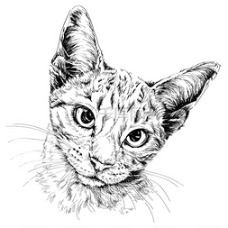 猫咪耳朵图片_猫的肖像。手绘