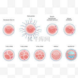 胚胎图片_受精的细胞的发育。受精到莫鲁两
