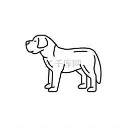 瑞士山地犬品种剖面图孤立的细线