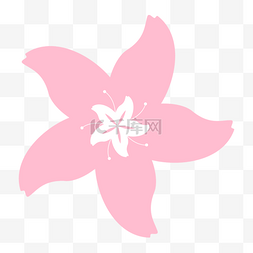 白色花蕊风车形状粉色樱花