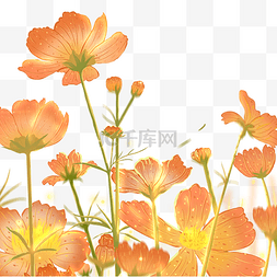 雏菊雏菊图片_花瓣花丛花海橘色小雏菊