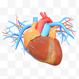医疗人体组织器官图片_人体组织器官医疗医学健康心脏