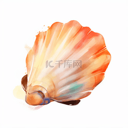 多肉手绘图片_彩色手绘海洋贝壳