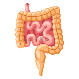 身体器官图片_肠道内部器官的插图人体解剖学医