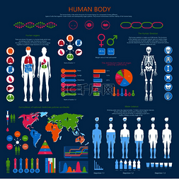身体结构人体图片_人体信息图与生物结构、内脏器官