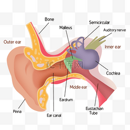 插图人耳组织解剖医用教学彩色
