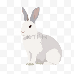 兔子图片_一只小白兔平面卡通