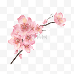 水彩樱桃樱桃图片_粉色水彩樱花花朵树枝