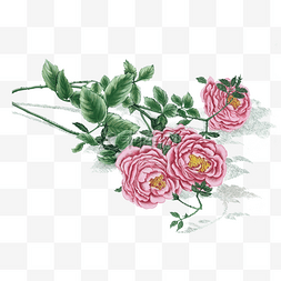 玫瑰彩铅花卉