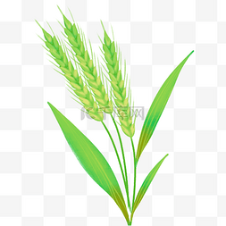 绿色麦子图片_未成熟绿色小麦