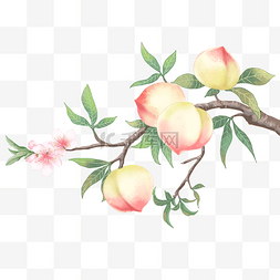 新鲜图片_新鲜桃子果树