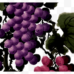 紫色的葡萄
