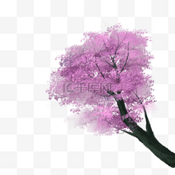 春季樱花树