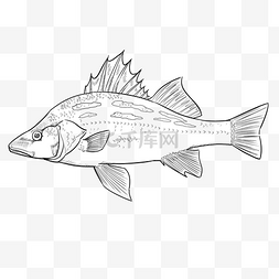 线描海底生物鱼