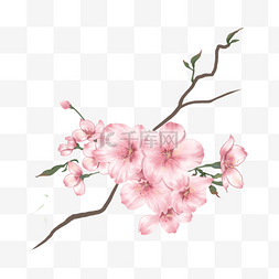 粉色樱花花朵水彩带树叶