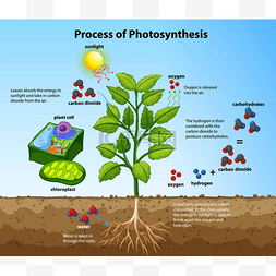 光合作用手绘图片_利用植物和细胞图解显示光合作用