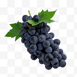 新疆葡萄熟了图片_葡萄果皮食物维生素