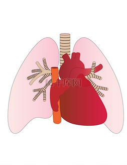 心血管符号图片_矢量肺和心脏的人