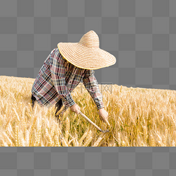 农民麦田收割