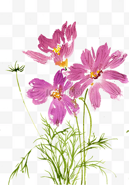 紫红色花朵图片_紫红色的格桑花