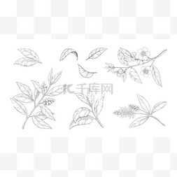 绿茶叶香水PNG图片_茶叶。手绘枝条,花朵叶茂.雕刻的