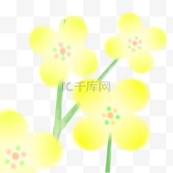 菜花图片_春日清新油菜花弥散渐变