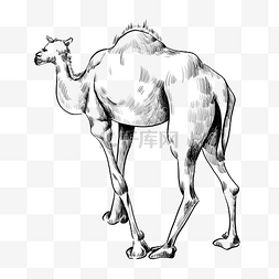 行走沙漠图片_线描行走的骆驼