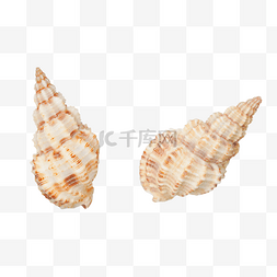 海滩海洋生物海螺