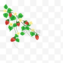 藤蔓上的草莓