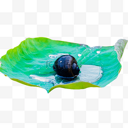 一只福寿螺爬在荷叶上游玩