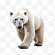 一只北极熊免扣素材