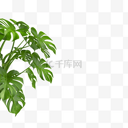 植物绿叶花图片_3D立体C4D仿真树叶叶子