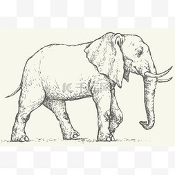 卡通大耳朵图图图片_矢量绘图。大象
