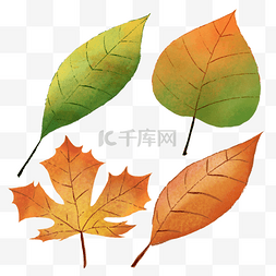 树叶图片_水彩秋天飘落的树叶组合