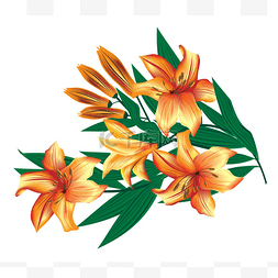 矢量图形图片花束橙百合花