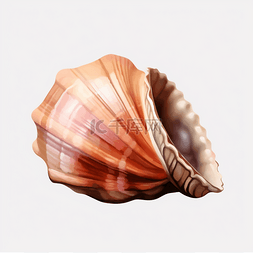 彩色手绘海洋贝壳