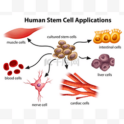 手绘应用图片_人类干细胞的应用程序