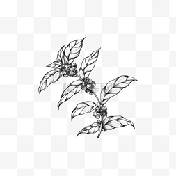 素描黑白咖啡树植物种子